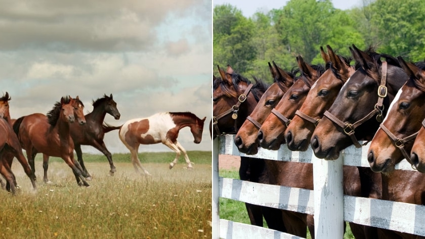 15 Most Expensive Horse Breeds in the World