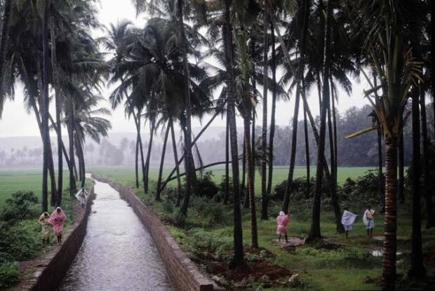 Why You Should Plan a Trip to Goa in Monsoon