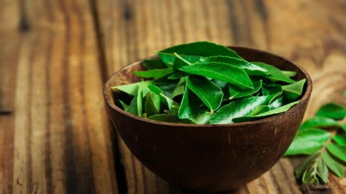 Curry Leaves Juice can help in Reducing Belly Fat; Know the Benefits and the Right Way to Drink It!