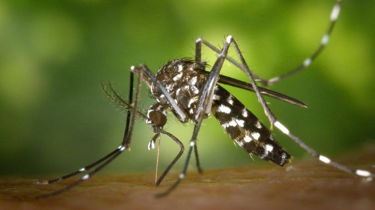 How to Identify Dengue Mosquitoes? This is the Correct Method