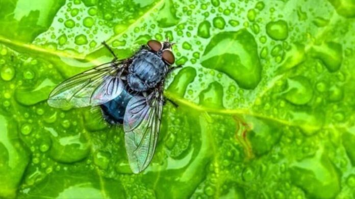 If you see flies in the house after the rain, then take immediate action using this method to swiftly eliminate them