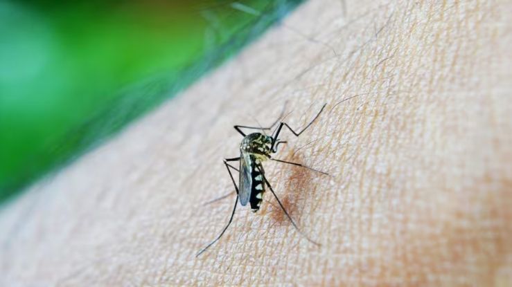 Understanding the Potential Risk of Zika Virus in Pregnancy by Exploring the Latest Research and Findings