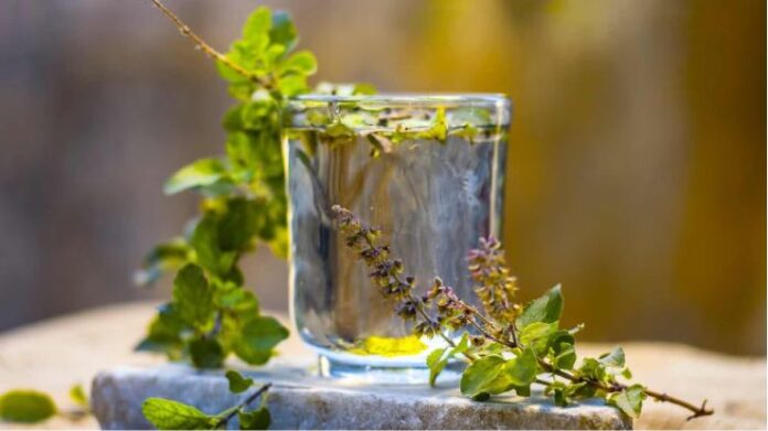 5 Amazing Benefits of Drinking Tulsi Water Every Morning